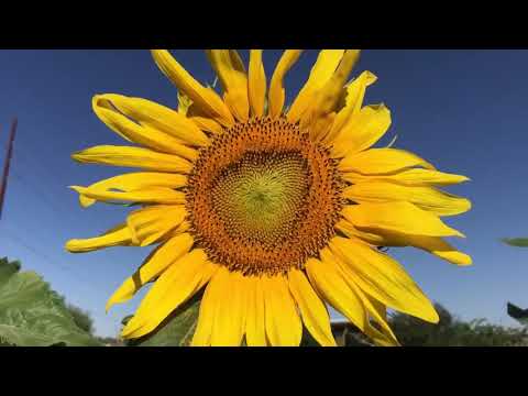 YouTube video about: When to plant sunflowers in arizona?