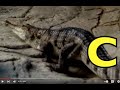 ALPHABET ANIMALS PHONICS ALPHABET SONG Part 70 EDUCATIONAL KIDS Toddlers Preschool K 3