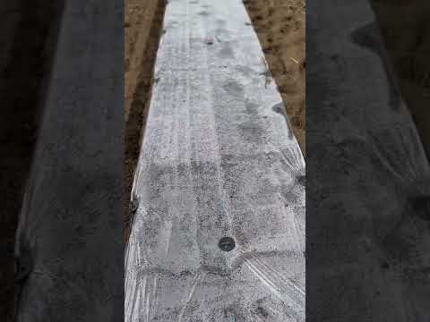 ニンジンの種まき：豊かな収穫を得るには、いつ、どのように行うべきですか？  庭園