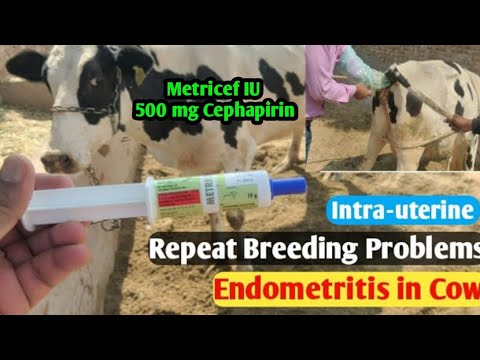 , title : 'Metricef IU || Repeat Breeding / subacute/ chronic endometritis in cows over 14 days postpartum'