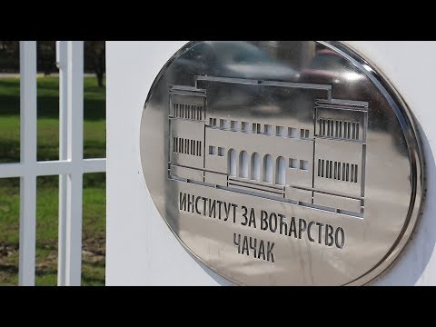 Unapredjenje tehnologije gajenja jagodastog voca