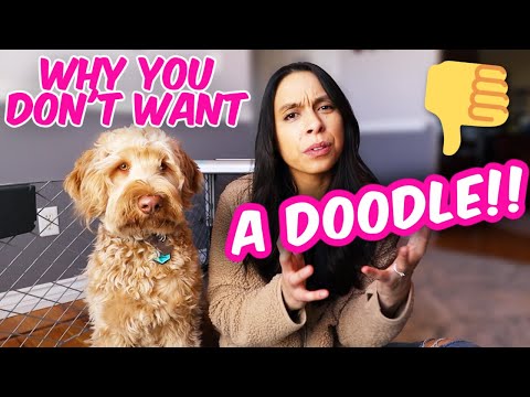 1st YouTube video about are labradoodles smart