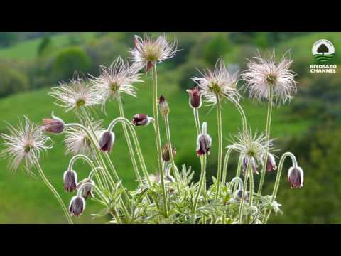 八ヶ岳牧場　オキナグサ