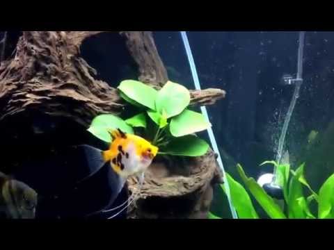 55 Gallon Discus / Angel Fish Tank Update