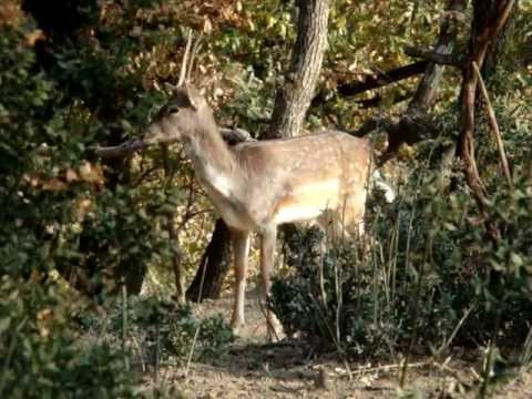 Daino_03_Fusone_Palancone.mpg