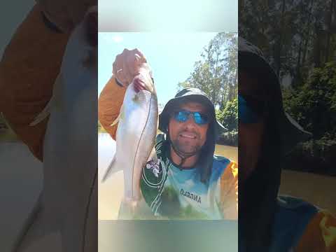 Descida das cachoeiras Ermo x Araranguá muita diversão e bastante pescaria 🐟🎣