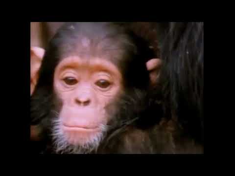 Gwen and Zoey's Adventures of Really Wild Animals (Episode 1; Part 5)