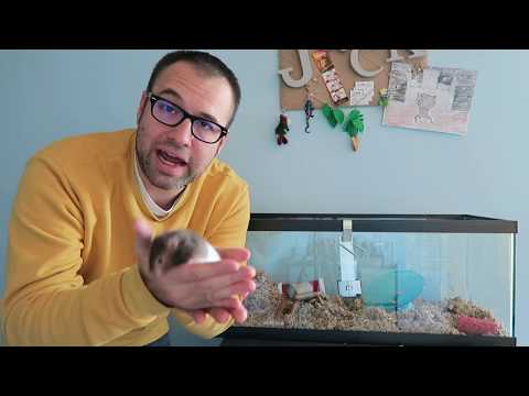 1st YouTube video about are hamsters emotional