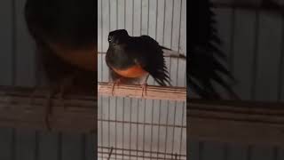 Download lagu suara murai betina birahi mp3