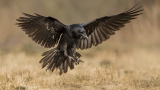 Ravens & Crows Wreak Havoc in Orchards, Vineyards & Dairies