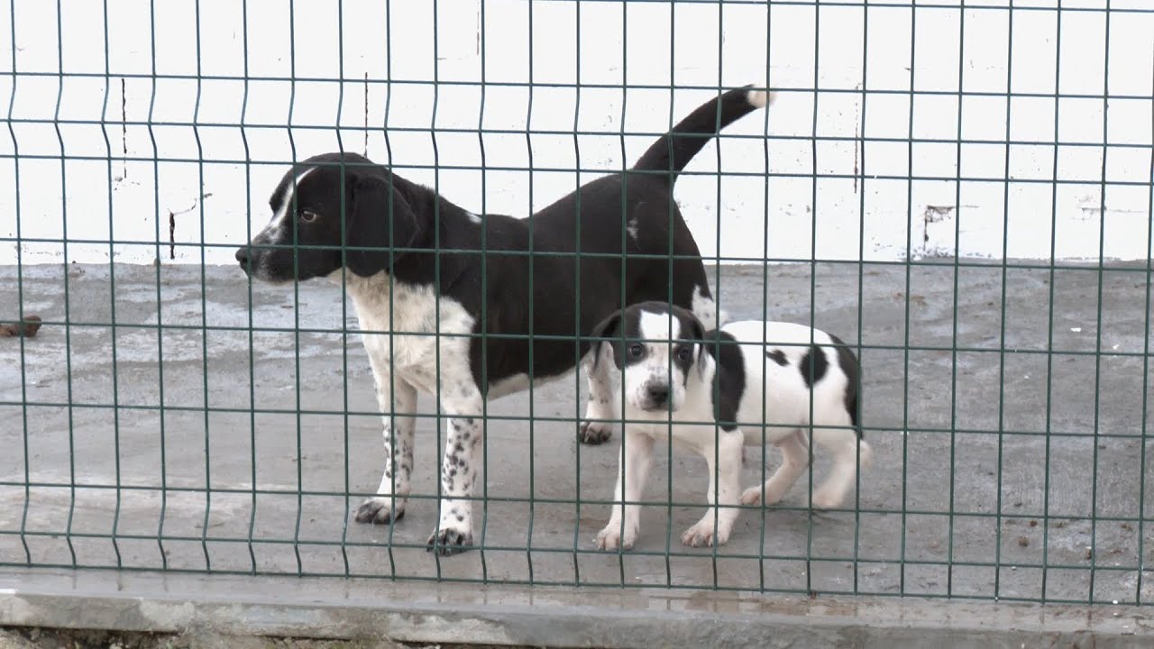 Ampliación del Refugio Temporal de Animales Municipal
