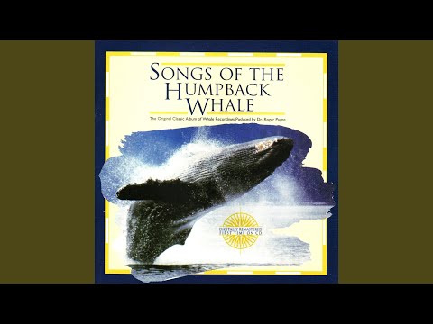 Slowed-Down Solo Whale