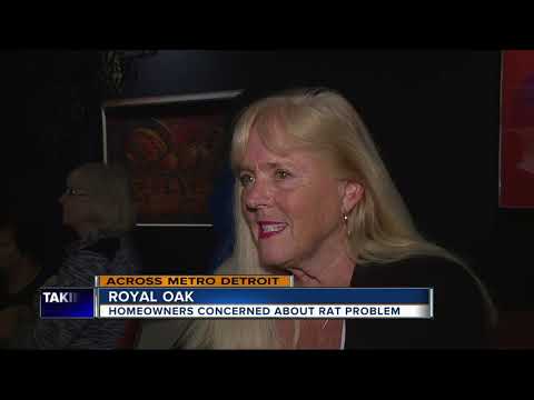 Royal Oak residents concerned over rat problem