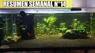 ✅ RESUMEN SEMANAL Nº14