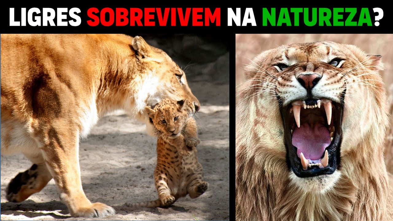 Ligres - LIGRES PODEM SOBREVIVER NA NATUREZA?