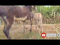 Donkey Mating First Time Animals Mating New Compilation Donkey Mating تزاوج الحمير تزا