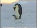 Отец пингвин учит малыша ходить 