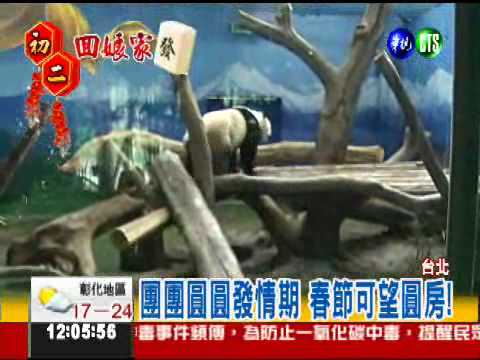 春節將圓房! 團團圓圓拚生子