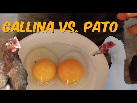 , title : 'Huevo de Pato vs. Huevo de Gallina - Patos Criados en Pasto'