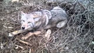 Coyote trapping with David Williams
