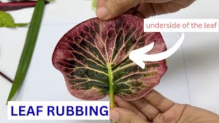Leaf Rubbing Activity | 2 Ways to Do It | Leaf Art