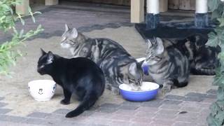 Katze Mimi - Katzenschmaus