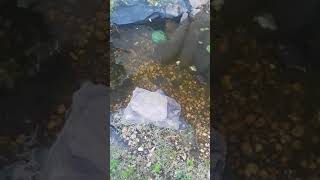 Freedom swim no more glass to look thru. Enjoying weeds and lots of water.🐡🐢🌾