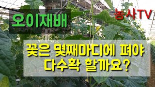 오이재배-꽃은 몇째 마디에 펴야 다수확 할까요? [농사TV]
