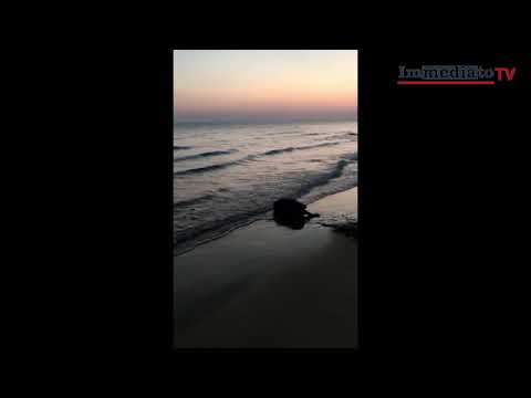 TARTARUGA MARINA DEPONE UOVA SULLA SPIAGGIA DI RODI GARGANICO: EVENTO RARO SUL GARGANO
