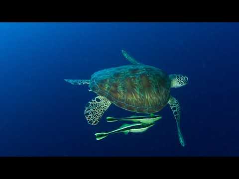 Chuuk mergulhando fundo