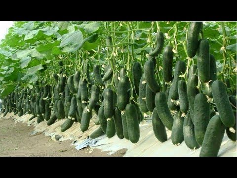 , title : 'WOW! Amazing Agriculture Technology - Cucumbers'