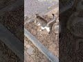 Grey Cat Running