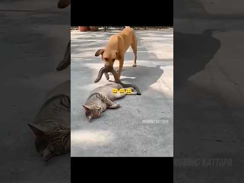 மச்சா துணைக்கு படுக்க ஆள் கேட்டீயே இந்தா மச்சா 😂😂 #shorts