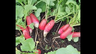 Why Don't I Get Beets or Radishes, Only Leaves