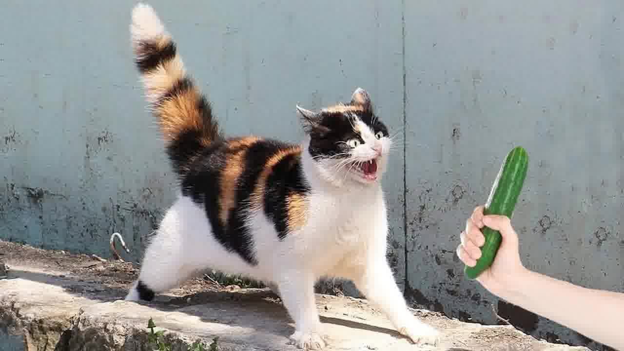 When Cats Are So Silly 🐈 Funny Cats Videos 🐕
