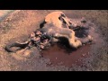 Documentary Nature - The Elephant: Life after Death