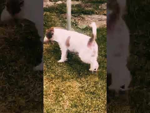 Jack-Russell-Terrier Welpe kaufen