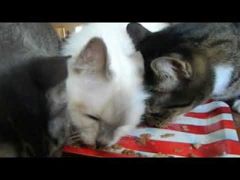 #ChewyInfluencer Chewy Review Purina Pro Plan True...