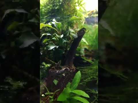 Kleines Update zum Filterlosen Aquascape.                #aquariumhobby #filterlos