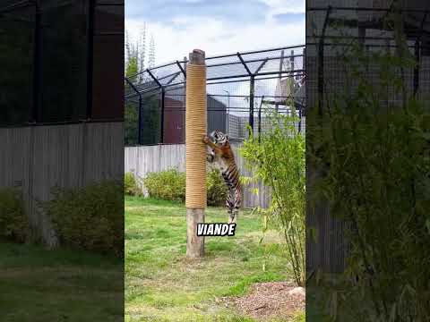 Ne grimpe JAMAIS à un arbre face à un tigre 😱🐯