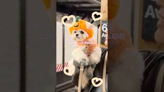 ニューヨーク在住おんなのかぼちゃの妖精とハロウィンドッグパレードvlog🎃🐩🦇👻#nyc #newyork #ニューヨーク