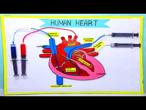 heart working model 3D making using syringe easy science project exhibition craftpiller