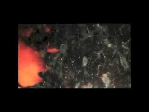 L'Heure Dense-FEU! CHATTERTON-B.L.A.N.C.H.E