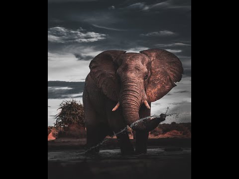 Camera Trap Vs Elephant. No Contest