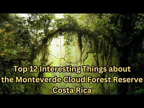 Top 12 Interesting Things about the Monteverde Cloud Forest Reserve - Costa Rica | rose monteverde