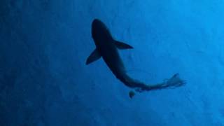 Big Remora at Black Point Anchorage Exumas Bahamas