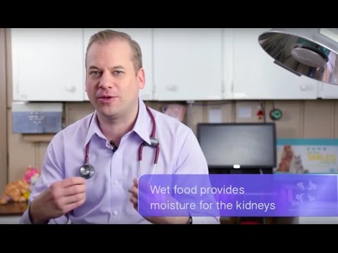 Vet Advice | Should I Feed My Cat Wet or Dry Food? - YouTube