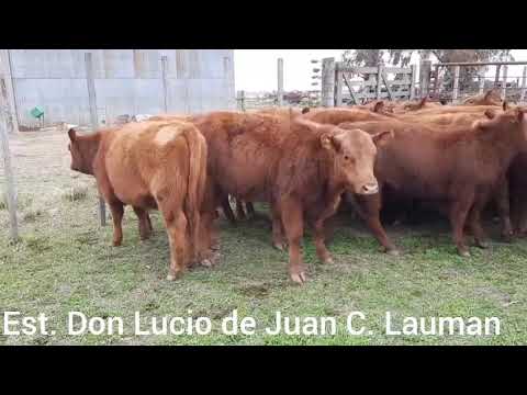 Terneras de Est. Don Lucio de Juan C. Lauman