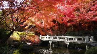 Download lagu サン＝サーンス：歌劇「黄色の王女」Op.30  序曲［ナクソス・クラシック・キュレーション #ファンタジー］Saint-Saens La princesse jaune,Op. 30 Overture mp3