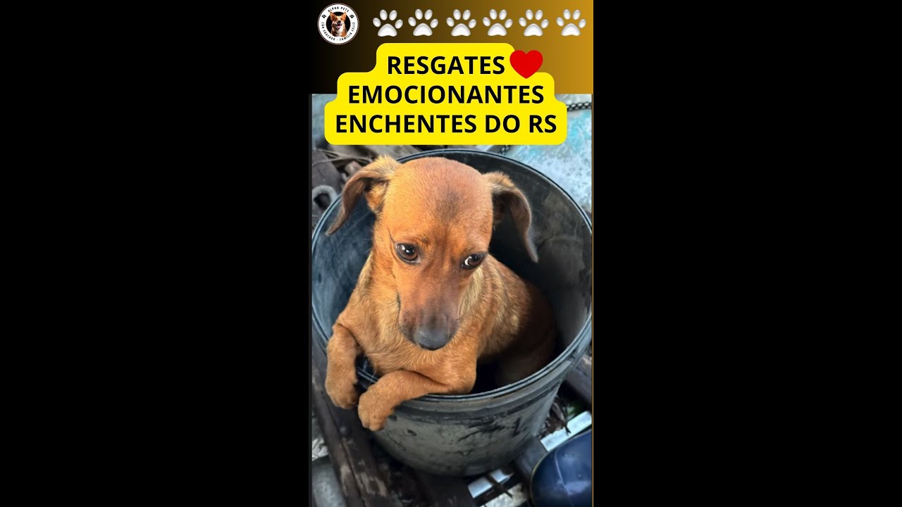 🐶🐾Heróis sem Capa: O Incrível Resgate de Cães na Enchente do RS 🐶🐾 #dog #resgate #sosrs #enchente